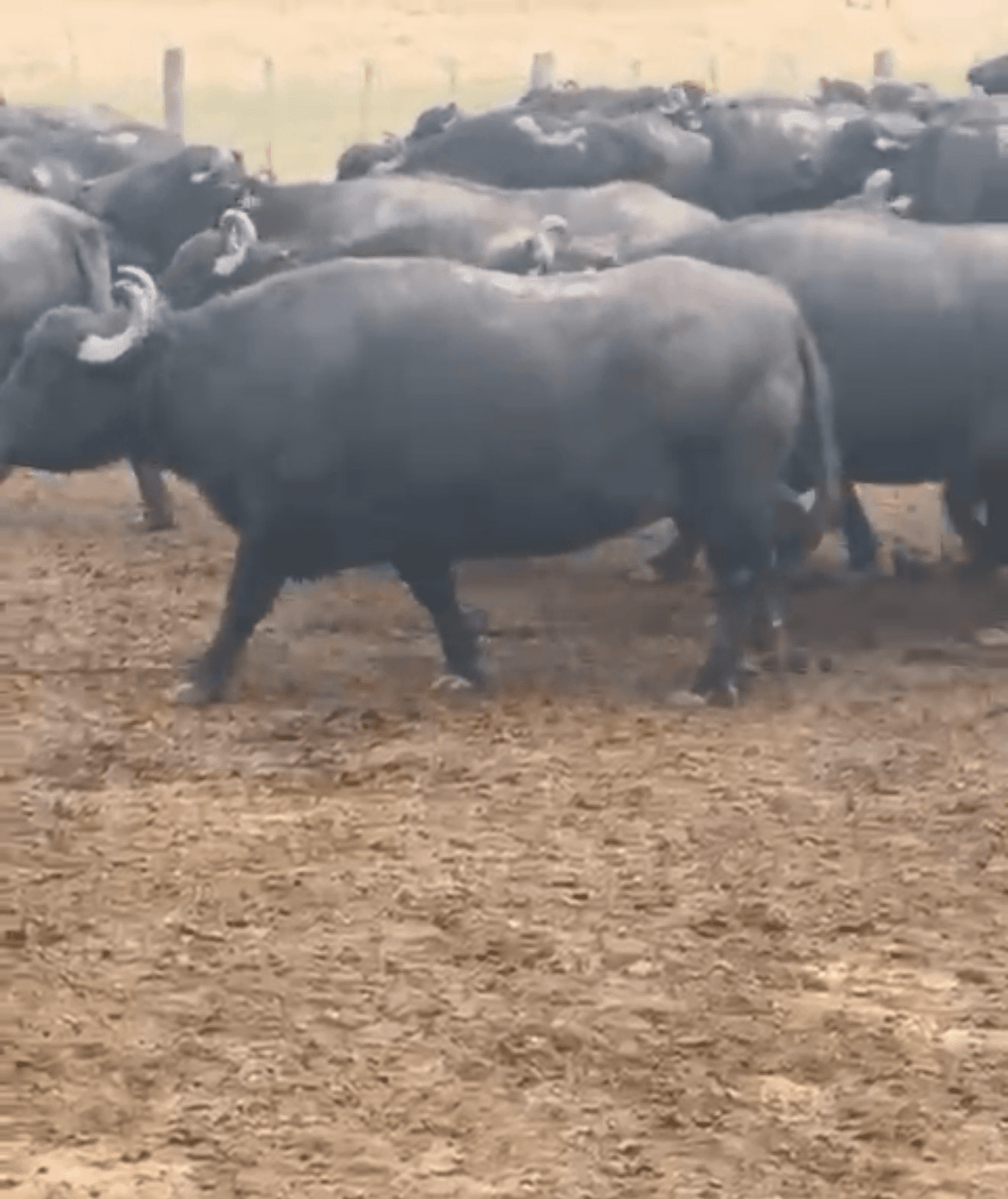 60 novillos bubalinos