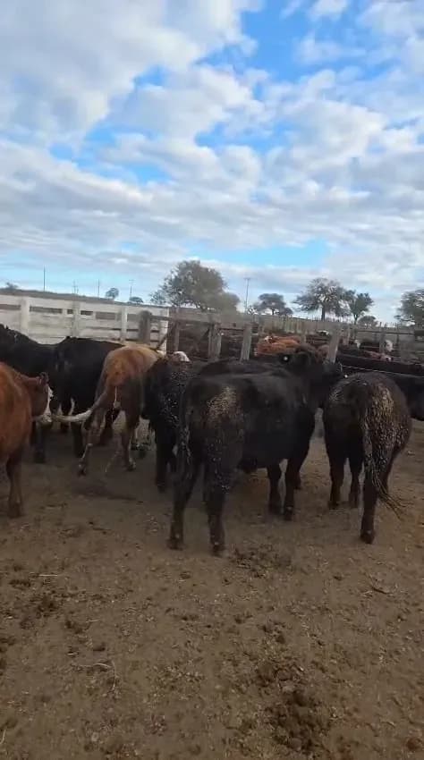 Novillos y Vaq de feedlot