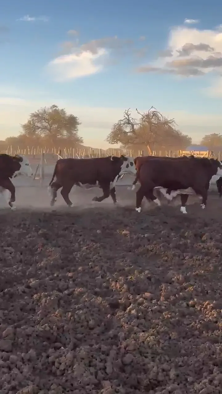 Novillos de feedlot