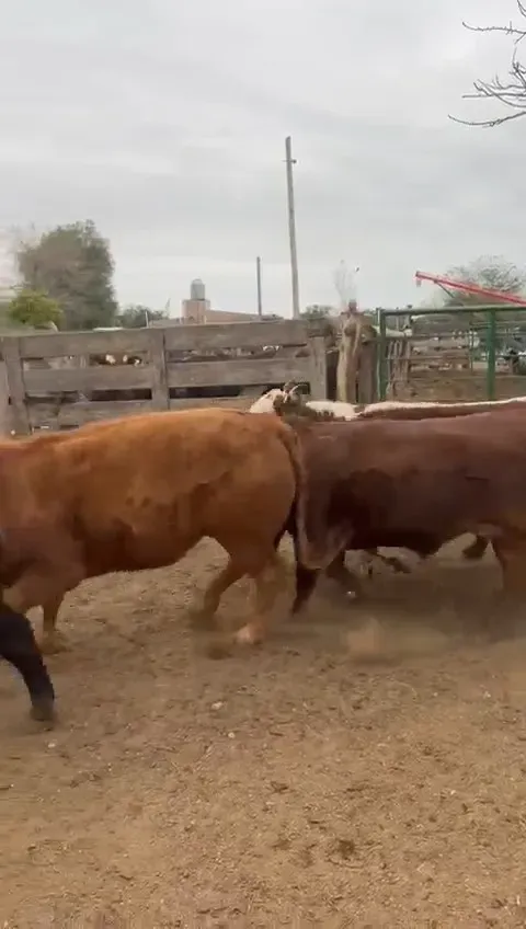 14 cab cansumo liviano