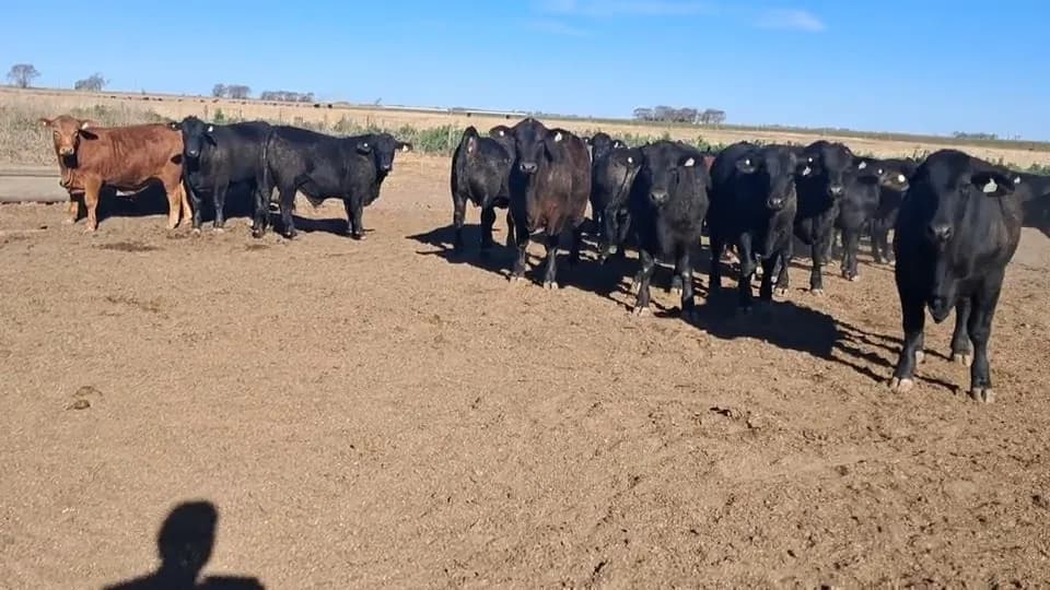 23 novillos feedlot 400 kg