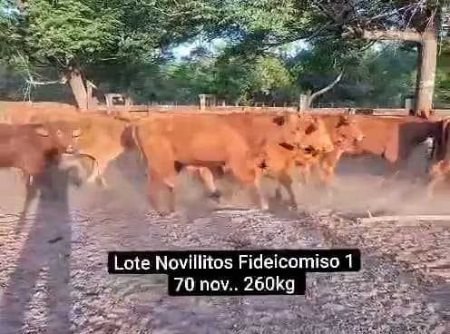 terneros 270 kg