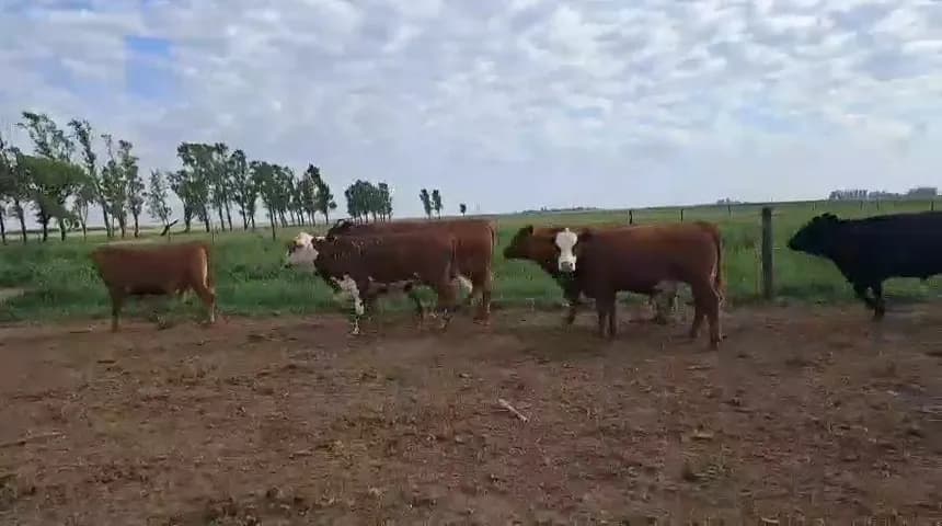 vaca gorda 500 kg, y consumo 370 kg
